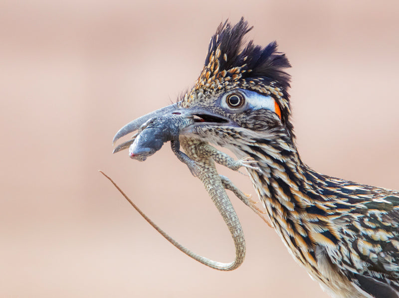 A black and white bird with hints of blue and orange holds a dead lizard in its beak. The image captures the bird’s striking coloration and its natural hunting behavior, with the contrasting colors of the bird and prey adding visual interest.